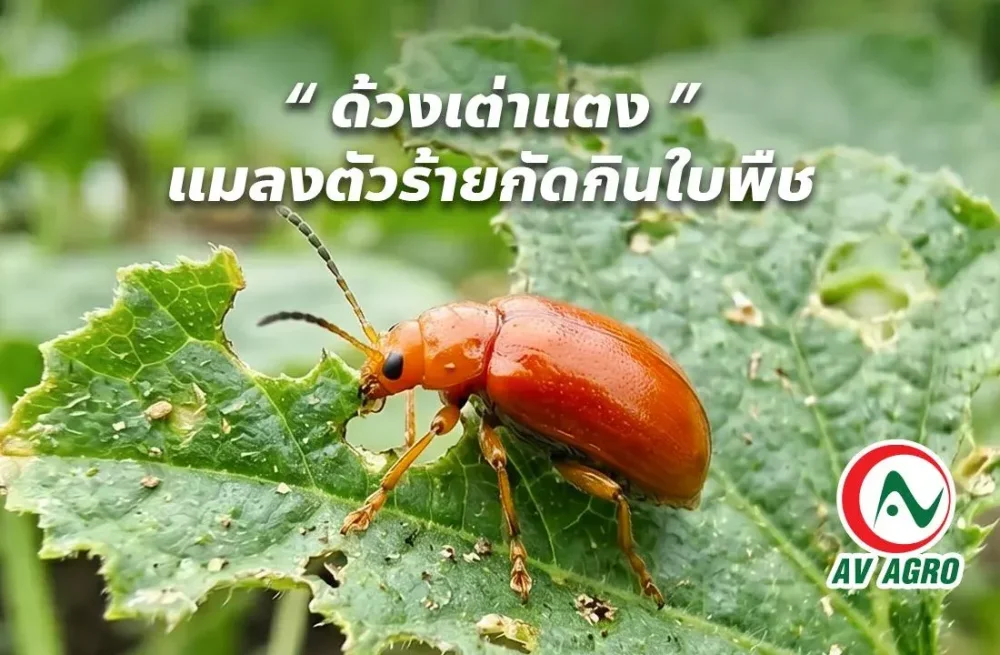 ด้วงเต่าแตง