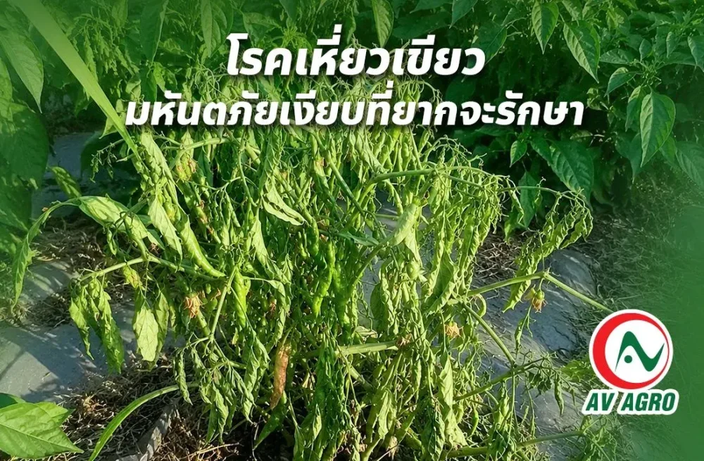 "โรคเหี่ยวเขียว" มหันตภัยเงียบที่ยากจะรักษา