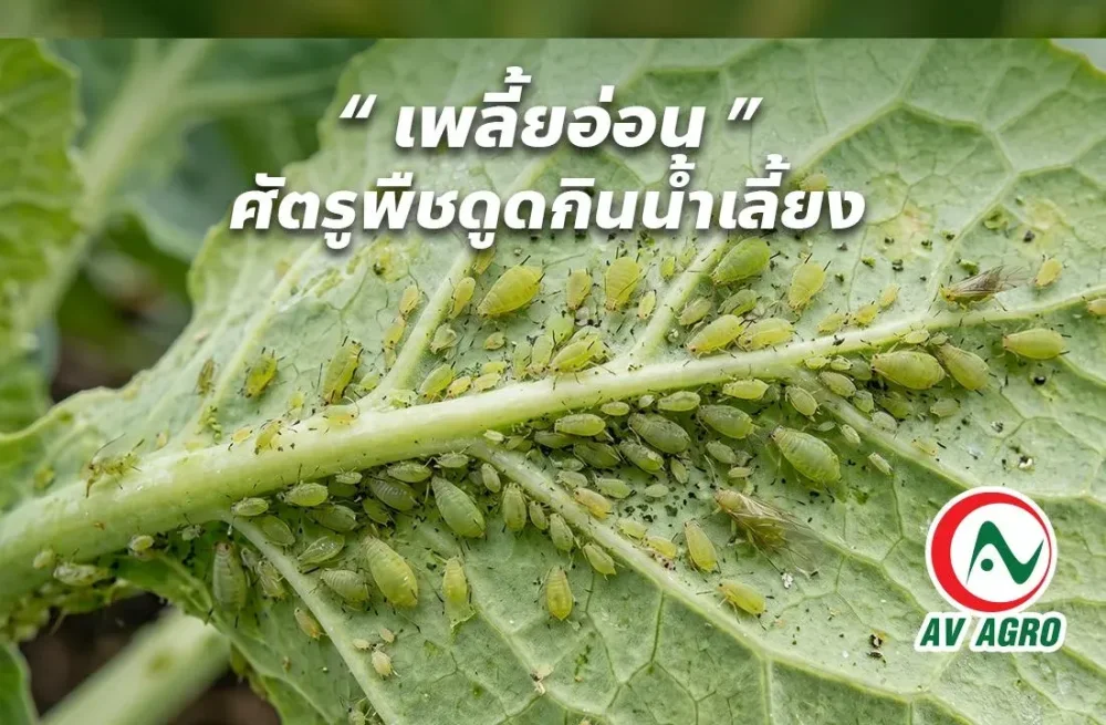 "เพลี้ยอ่อน"