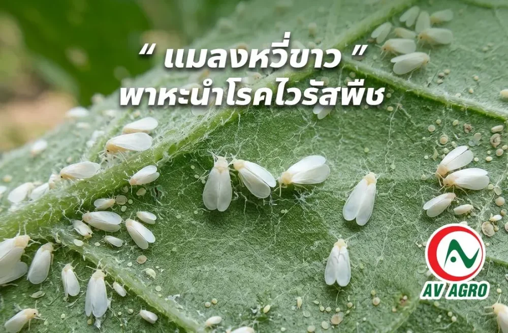 แมลงหวีขาว