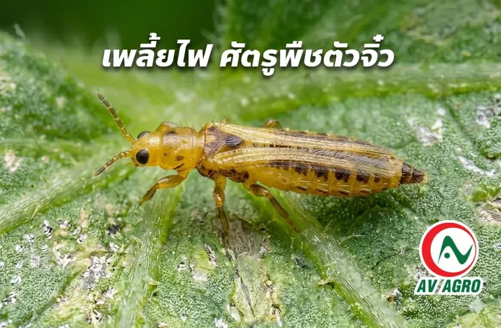 เพลี้ยไฟ: ศัตรูพืชตัวจิ๋วที่สร้างความเสียหายระดับใหญ่