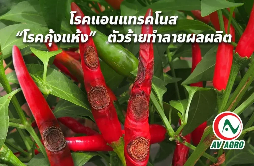 โรคแอนแทรคโนส “โรคกุ้งแห้ง” ตัวร้ายทำลายผลผลิต