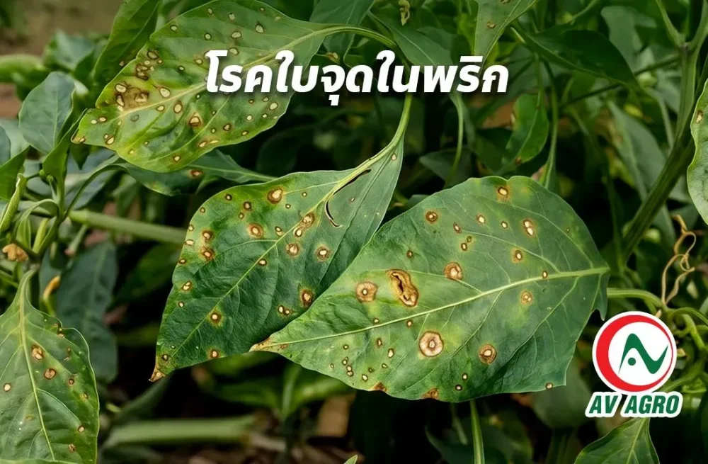 โรคใบจุดในพริก
