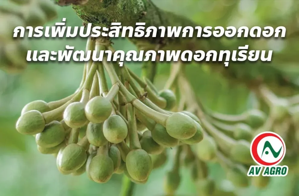 การเพิ่มประสิทธิภาพการออกดอกและพัฒนาคุณภาพดอกทุเรียน