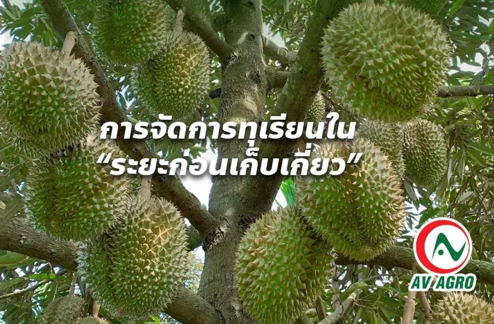 การจัดการทุเรียนในระยะก่อนเก็บเกี่ยว