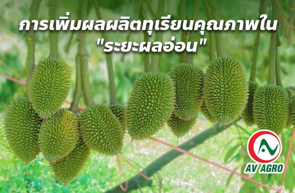 การเพิ่มผลผลิตทุเรียนคุณภาพใน "ระยะผลอ่อน"