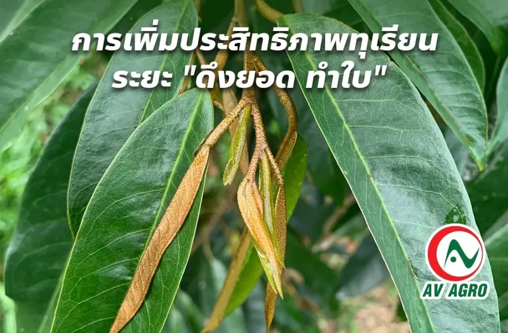 การเพิ่มประสิทธิภาพทุเรียนระยะ "ดึงยอด ทำใบ"
