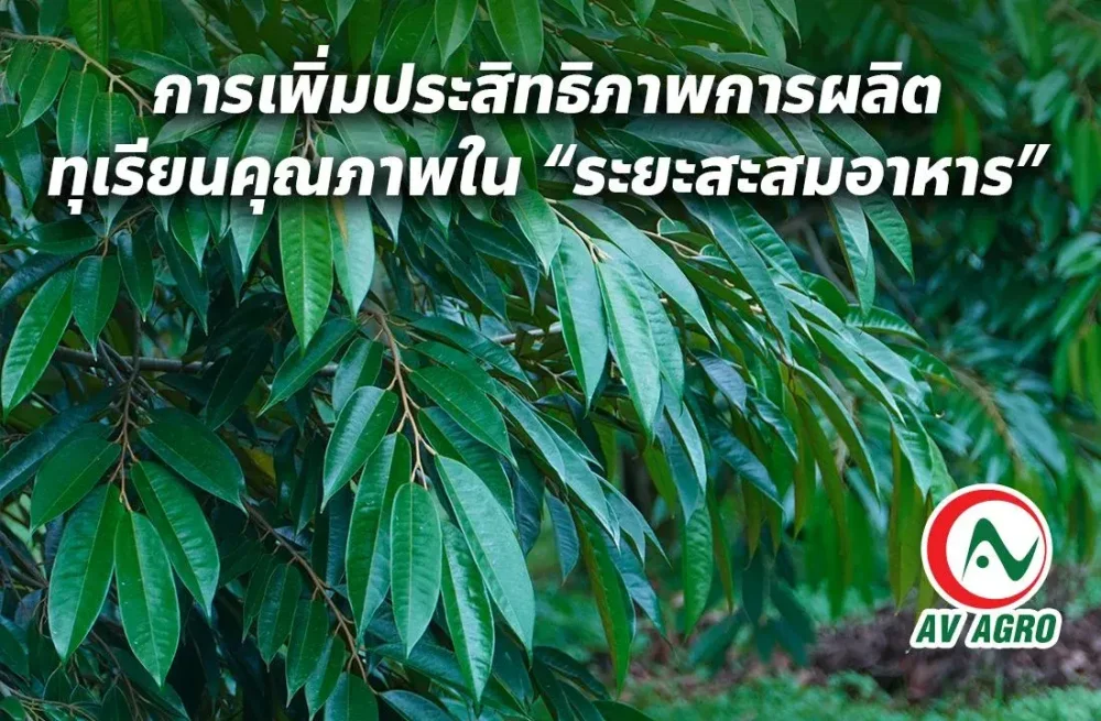 การเพิ่มประสิทธิภาพการผลิตทุเรียนคุณภาพในระยะสะสมอาหาร