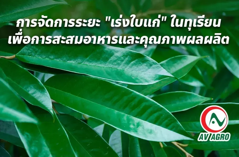 การจัดการระยะ "เร่งใบแก่" ในทุเรียน เพื่อการสะสมอาหารและคุณภาพผลผลิต