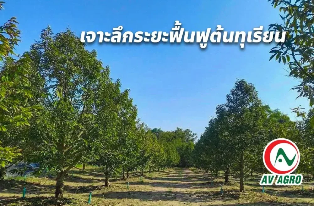เจาะลึกระยะฟื้นฟูต้นทุเรียน