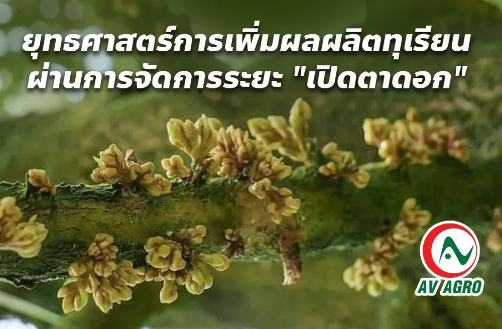 ยุทธศาสตร์การเพิ่มผลผลิตทุเรียนผ่านการจัดการระยะ "เปิดตาดอก"