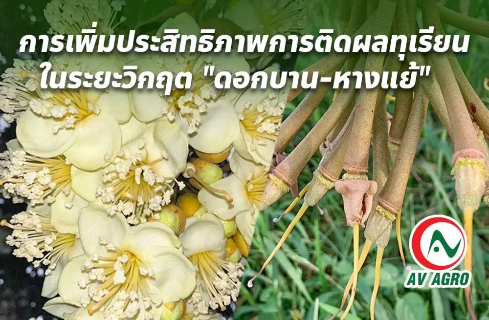 การเพิ่มประสิทธิภาพการติดผลทุเรียนในระยะวิกฤต "ดอกบาน-หางแย้"